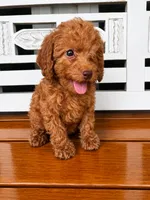 Ruby, a female Cavapoo for sale in Fort Walton Beach, FL – 9 of 9