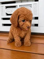 Ruby, a female Cavapoo for sale in Fort Walton Beach, FL – 5 of 9