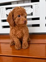 Penny, a female Cavapoo for sale in Fort Walton Beach, FL – 4 of 8
