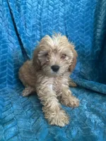 Molly, a female Maltipoo for sale in Fort Walton Beach, FL – 10 of 10