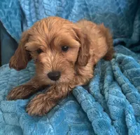 Dexter, a male Maltipoo for sale in Fort Walton Beach, FL – 2 of 9