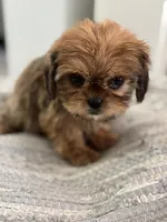 Trudy, a female Cavalier King Charles Spaniel and Shih Tzu for sale in Fort Walton Beach, FL – Photo 2 of 10