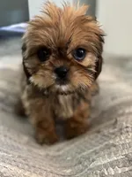 Trudy, a female Cavalier King Charles Spaniel and Shih Tzu for sale in Fort Walton Beach, FL – Photo 1 of 10