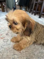 Trudy, a female Cavalier King Charles Spaniel and Shih Tzu for sale in Fort Walton Beach, FL – Photo 7 of 10