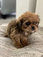 Trudy, a female Cavalier King Charles Spaniel and Shih Tzu for sale in Fort Walton Beach, FL – Photo 8 of 10