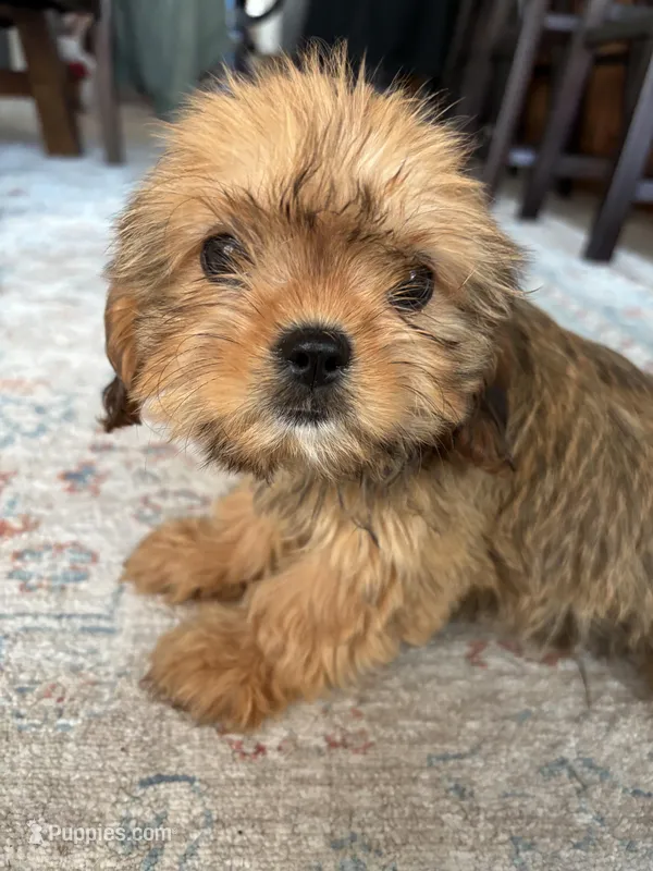 Trudy – Cavalier King Charles Spaniel, Shih Tzu puppy for sale in Fort Walton Beach, FL