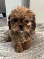 Trudy, a female Cavalier King Charles Spaniel and Shih Tzu for sale in Fort Walton Beach, FL – Photo 3 of 10