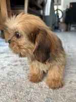Trudy, a female Cavalier King Charles Spaniel and Shih Tzu for sale in Fort Walton Beach, FL – Photo 10 of 10