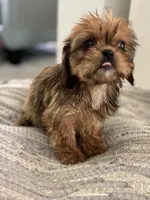 Trudy, a female Cavalier King Charles Spaniel and Shih Tzu for sale in Fort Walton Beach, FL – Photo 9 of 10