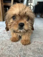 Trudy, a female Cavalier King Charles Spaniel and Shih Tzu for sale in Fort Walton Beach, FL – Photo 9 of 10