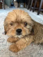 Trudy, a female Cavalier King Charles Spaniel and Shih Tzu for sale in Fort Walton Beach, FL – Photo 5 of 10