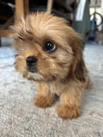 Trudy, a female Cavalier King Charles Spaniel and Shih Tzu for sale in Fort Walton Beach, FL – Photo 4 of 10