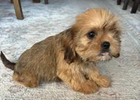 Trudy, a female Cavalier King Charles Spaniel and Shih Tzu for sale in Fort Walton Beach, FL – Photo 2 of 10