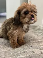 Trudy, a female Cavalier King Charles Spaniel and Shih Tzu for sale in Fort Walton Beach, FL – Photo 6 of 10