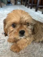Trudy, a female Cavalier King Charles Spaniel and Shih Tzu for sale in Fort Walton Beach, FL – Photo 3 of 10