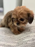 Trudy, a female Cavalier King Charles Spaniel and Shih Tzu for sale in Fort Walton Beach, FL – Photo 10 of 10