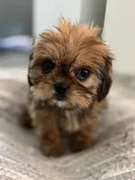 Trudy, a female Cavalier King Charles Spaniel and Shih Tzu for sale in Fort Walton Beach, FL – Photo 4 of 10