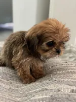 Trudy, a female Cavalier King Charles Spaniel and Shih Tzu for sale in Fort Walton Beach, FL – Photo 5 of 10