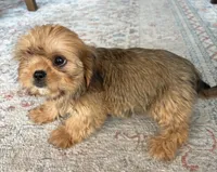 Trudy, a female Cavalier King Charles Spaniel and Shih Tzu for sale in Fort Walton Beach, FL – Photo 6 of 10