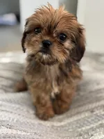 Trudy, a female Cavalier King Charles Spaniel and Shih Tzu for sale in Fort Walton Beach, FL – Photo 7 of 10