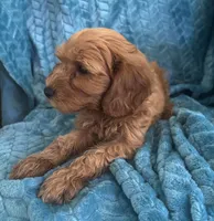 Dexter, a male Maltipoo for sale in Fort Walton Beach, FL – 8 of 9