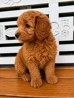 Rusty, a male Cavapoo for sale in Fort Walton Beach, FL – 2 of 7