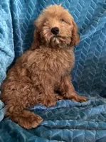 Rusty, a male Cavapoo for sale in Fayetteville, TN – 6 of 10