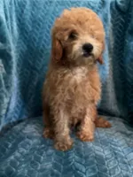 Jr, a male Poodle - Miniature  for sale in Fayetteville, TN – 2 of 10