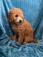 Jr, a male Poodle - Miniature  for sale in Fayetteville, TN – 7 of 10