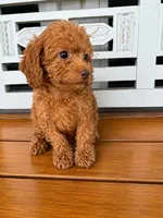 Ruby, a female Cavapoo for sale in Fort Walton Beach, FL – 8 of 9