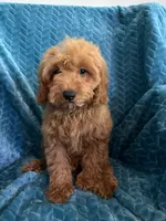 Rusty, a male Cavapoo for sale in Fayetteville, TN – 3 of 10