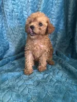 Reba, a female Maltipoo for sale in Fort Walton Beach, FL – 4 of 10
