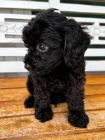 Teddy, a male Cavapoo for sale in Fort Walton Beach, FL – 7 of 8