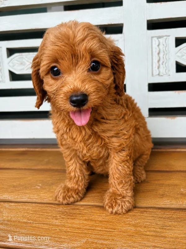 Rusty – Cavapoo puppy for sale in Fort Walton Beach, FL