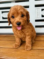 Rusty, a male Cavapoo for sale in Fort Walton Beach, FL – 1 of 7