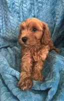 Dexter, a male Maltipoo for sale in Fort Walton Beach, FL – 7 of 9