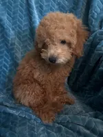 Jr, a male Poodle - Miniature  for sale in Fayetteville, TN – 4 of 10