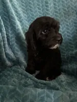 Millie, a female Cavapoo for sale in Fayetteville, TN – 3 of 10