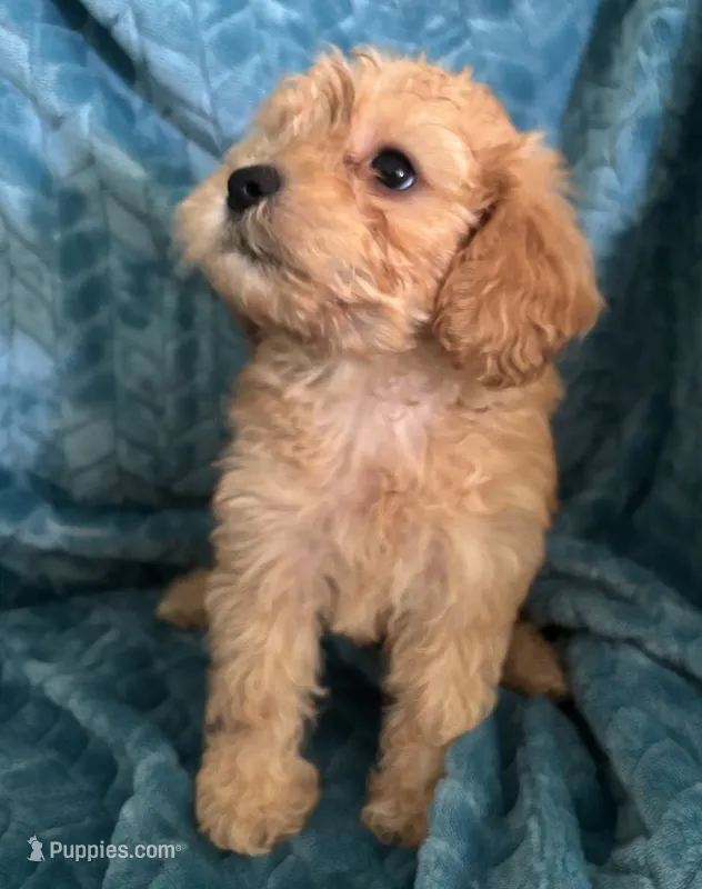 Molly – Maltipoo puppy for sale in Fort Walton Beach, FL