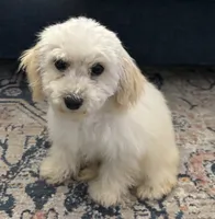 processed/334a0fd4-288b-43f7-b594-bb81d243c80f/listing/e9f9dd0a-60bc-40fc-9425-f56f910d6dfa/1e4a4d68-8687-4c0d-9cc0-8f62af435453