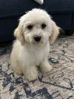 processed/334a0fd4-288b-43f7-b594-bb81d243c80f/listing/e9f9dd0a-60bc-40fc-9425-f56f910d6dfa/3504cd2f-2497-41d7-8278-ececcf74aa22