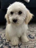 processed/334a0fd4-288b-43f7-b594-bb81d243c80f/listing/e9f9dd0a-60bc-40fc-9425-f56f910d6dfa/5038ae46-29a8-4194-be59-3d690eaa88d4