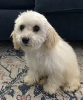 processed/334a0fd4-288b-43f7-b594-bb81d243c80f/listing/e9f9dd0a-60bc-40fc-9425-f56f910d6dfa/58fa6182-23fd-4707-ba62-08f3399cad2d