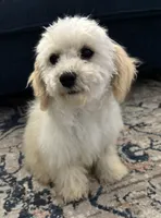 processed/334a0fd4-288b-43f7-b594-bb81d243c80f/listing/e9f9dd0a-60bc-40fc-9425-f56f910d6dfa/75048ecc-1843-404d-917b-281b6493f723