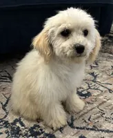 processed/334a0fd4-288b-43f7-b594-bb81d243c80f/listing/e9f9dd0a-60bc-40fc-9425-f56f910d6dfa/c980b767-77f7-4239-9f80-5e39e76f1201