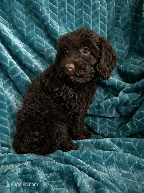 Truffles – Cavapoo puppy for sale in Fort Walton Beach, FL
