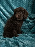 Truffles, a female Cavapoo for sale in Fort Walton Beach, FL – 3 of 6