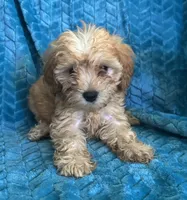 Molly, a female Maltipoo for sale in Fort Walton Beach, FL – 8 of 10
