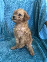 Reba, a female Maltipoo for sale in Fort Walton Beach, FL – 9 of 10