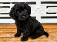 Teddy, a male Cavapoo for sale in Fort Walton Beach, FL – 3 of 8